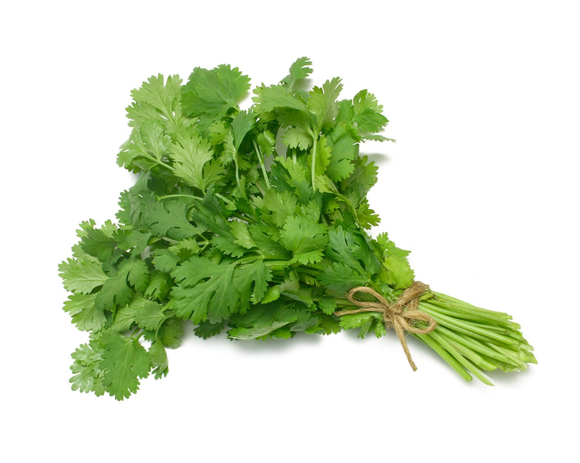 Cilantro a granel | 50-60 Cuenta